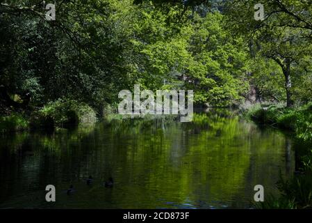 Nuances de vert reflétées dans les eaux fixes du Magnifique canal de Basingstoke près de Deepcut dans Surrey Banque D'Images