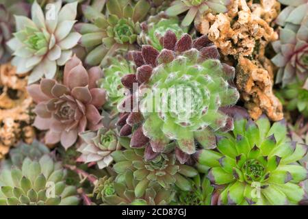 SEMPERVIVUMS ; POIREAUX DE MAISON Banque D'Images