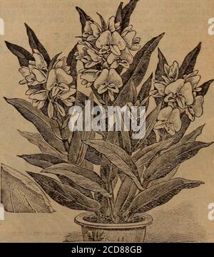 . Childs's Spring 1922 : graines qui satisfont les plantes qui s'il vous plaît bulbes qui fleurissent les baies qui portent . TIGRIDIA l'une des ampoules les plus prisée de l'été, afiablooms de mi-été jusqu'au gel, poussant deux feethigh, avec de grandes fleurs triangulaires ouvertes, quatre à six pouces de large. Les couleurs et les marques sont verybrillantes et curieusement impaires et attirantes et les clompsofof dans la bordure ont un effet plus magnifique. ITIS difficile de nommer une fleur d'une telle beauté unique et exquis-ite. Hybrides Grandifiora, mixtes, 30 c chacun; 3.00 $ par doz. LILY PAPILLON (Hedychium Coronarium) les deux plantes et racines sont Banque D'Images