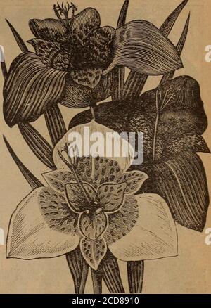 . Childs's Spring 1922 : graines qui satisfont les plantes qui s'il vous plaît bulbes qui fleurissent les baies qui portent . TIGRIDIA l'une des ampoules les plus prisée de l'été, afiablooms de mi-été jusqu'au gel, poussant deux feethigh, avec de grandes fleurs triangulaires ouvertes, quatre à six pouces de large. Les couleurs et les marques sont verybrillantes et curieusement impaires et attirantes et les clompsofof dans la bordure ont un effet plus magnifique. ITIS difficile de nommer une fleur d'une telle beauté unique et exquis-ite. Hybrides Grandifiora, mixtes, 30 c chacun; 3.00 $ le doz. Banque D'Images