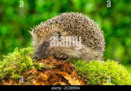 Hérisson, sauvage, originaire d'Europe, fourragé dans un habitat naturel boisé avec de la mousse verte et des fougères dorées. Horizontale. Espace pour la copie. Banque D'Images