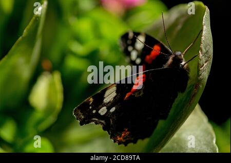 Vanessa atalanta, l'amiral rouge ou, auparavant, l'admirable rouge, Banque D'Images