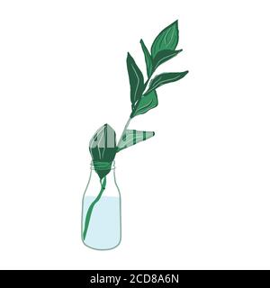 Feuille de plante isolée dans une bouteille en verre Illustration de Vecteur