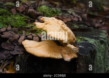 Champignon orange sur l'arbre - sulphureus : gros plan du plateau de soufre, Banque D'Images