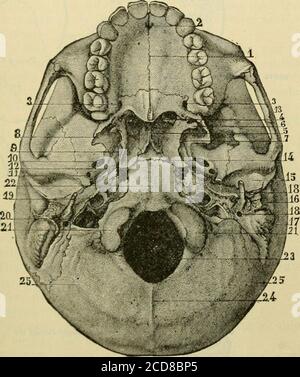 . Manuel de l'anatomie; étant un compactage complet de l'anatomie, y compris l'anatomie de la viscère un chapitre sur l'anatomie dentaire, de nombreux tableaux, Et incorporant la nouvelle nomenclature adoptée par la Société anatomique allemande, généralement désignée la nomenclature de Bâle ou BNA . Ty de supérieur maxillaire, derrière par la frontière du processus ptétroide, extérieurement par le zygome et le ramus de la mâchoire inférieure et intérieurement par la plaque ptérygoïde externe. Il est traversé par deux tissus, sphénomaxillaires et ptérygomaxillaires. La fissure sphénomaxillaire (fissura orbitalis inférieur) relie les zygomatiques, temporales et sphéno Banque D'Images