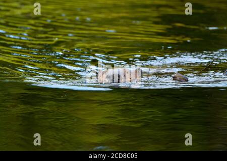 Castor sauvage 'Castor canadensis', nageant avec une charge de bâtons pour réparer une fuite dans son barrage dans les régions rurales du Canada de l'Alberta. Banque D'Images