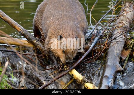 Un castor sauvage 'Castor canadensis', plaçant des bâtons sur son barrage de castor pour réparer une fuite dans le barrage dans les régions rurales du Canada de l'Alberta. Banque D'Images