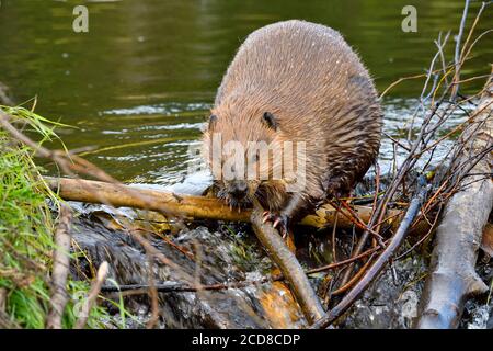 Un castor sauvage 'Castor canadensis', plaçant des bâtons sur son barrage de castor pour réparer une fuite dans le barrage dans les régions rurales du Canada de l'Alberta. Banque D'Images