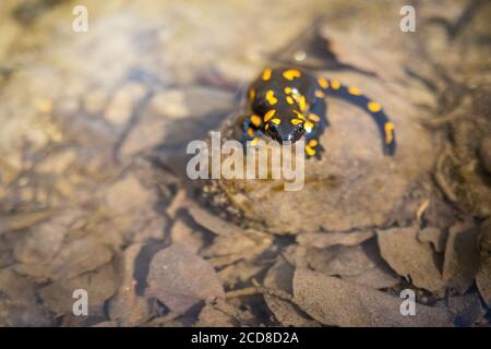 Salamandre de feu toxique observant sur la roche en plein soleil. Banque D'Images