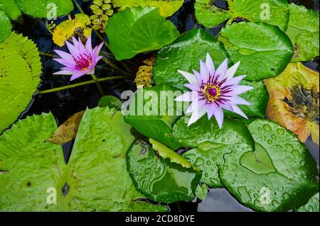 France, Martinique, jardin tropical Balata, Lotus Banque D'Images