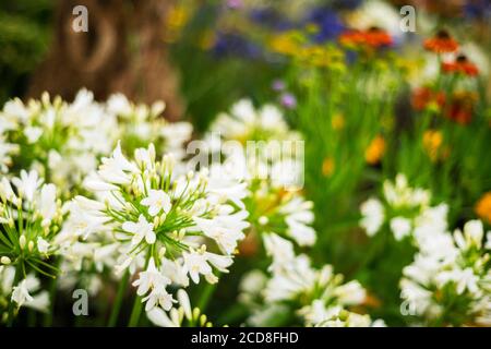 AGAPANTHUS 'Silver BABY' Banque D'Images