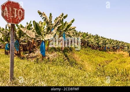 Plantation de bananes au Costa Rica Banque D'Images