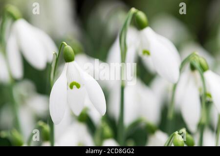 GALANTHUS 'TRAFFAN» Banque D'Images