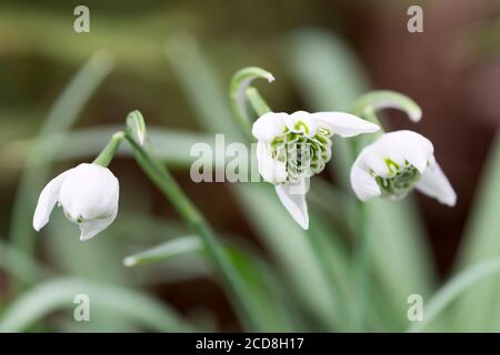 GALANTHUS NIVALIS 'WONSTON DOUBLE' Banque D'Images