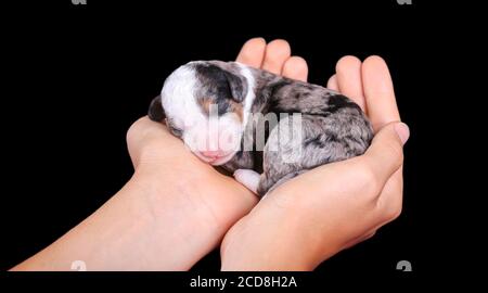 F1B Mini bernedoodle bleu trois couleurs en train de dormir tout en étant tenu entre les mains Banque D'Images