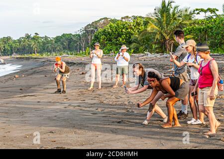 Écloserie pour l'océan. Projet scientifique sur les citoyens de la biosphère pour la protection des tortues de mer au Costa Rica Banque D'Images