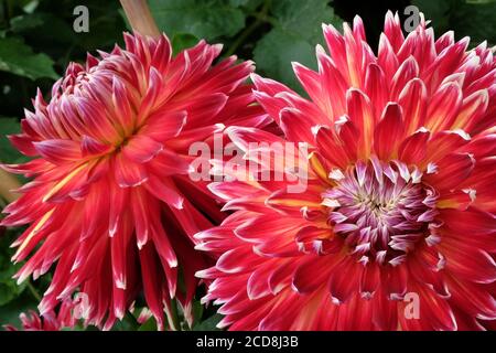 Akita dahlia sur fond de feuilles vertes Banque D'Images