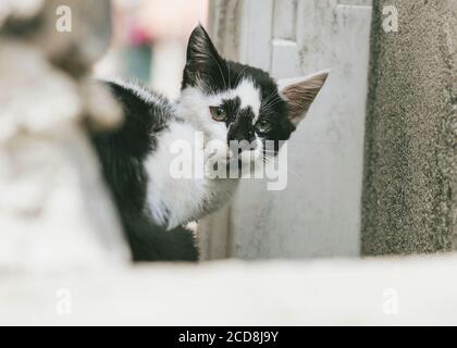 Gros plan sur un petit chat errant dans la rue Banque D'Images