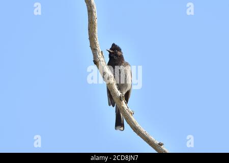 Bulbul Bird est assis sur UN arbre Banque D'Images