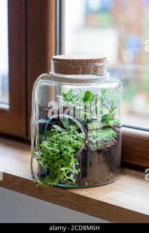 composition décorative de succulents verts dans le verre appelé forêt dans un bocal sur le rebord de la fenêtre en bois Banque D'Images