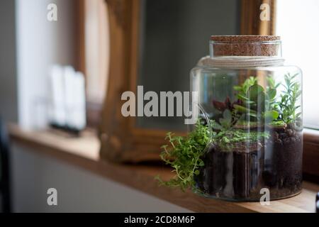 composition décorative de succulents verts dans le verre appelé forêt dans un bocal sur le rebord de la fenêtre en bois Banque D'Images