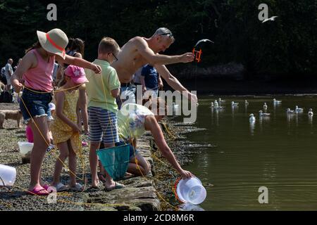 Stoke Gabriel, situé sur une crique de la rivière Dart, populaire auprès des touristes de pêche au crabe, South Devon, Angleterre, Royaume-Uni Banque D'Images