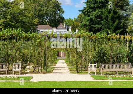 Jardin de roses dans le jardin Albert Kahn - Boulogne-Billancourt - France Banque D'Images