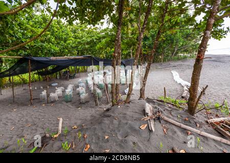 Écloserie de Biosphere Citizen Scientist Camp de projet pour sauver les tortues de mer à Reventazón, Costa Rica Banque D'Images