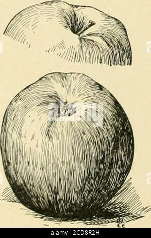 . La cyclopedia standard de l'horticulture; une discussion, pour l'amateur, et le producteur professionnel et commercial, des genres, caractéristiques et méthodes de culture des espèces de plantes cultivées dans les régions des États-Unis et du Canada pour l'ornement, pour la fantaisie, pour les fruits et pour les légumes; avec les clés des familles et des genres naturels, les descriptions des capacités horticoles des états et des provinces et des îles dépendantes, et les croquis d'éminents horticulteurs . Banque D'Images