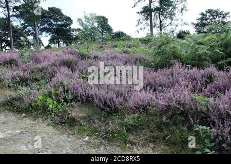 Purple Heather grandit sur les collines de Surrey, Surrey, Angleterre, Royaume-Uni, août 2020 Banque D'Images
