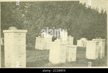 . Gleanings dans la culture des abeilles . montré en juillet Gleanings. Son REC-ord parle pour sa gestion. Cependant, dans mon propre apiculture, j'ai essayé d'éviter autant que possible le regroupement de beeson l'extérieur des ruches. Nous devons garder la tention aux plans que j'ai mentionnés ci-dessus J'ai trouvé tliat cet équipement a permis la saison de fonte à la moyenne considérablement plus de 200 livres par colonie, le comptage de printemps, dans un saisonnier qui n'était que la moyenne. De mon expérience au cours des trois dernières années, attentif observa-tion et de l'enquête que j'ai pu faire, je suis enclin à croire que la moyenne de thatan au moins de 200 Banque D'Images