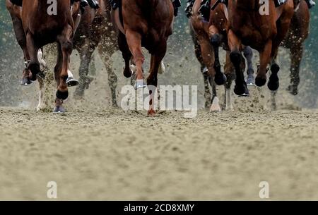 Une vue générale tandis que les coureurs redonnent sur la surface Polytrack de l'hippodrome de Lingfield Park. Banque D'Images