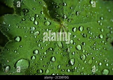 gouttes d'eau détaillées sur la feuille verte Banque D'Images