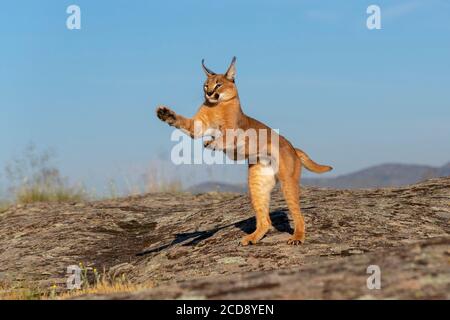 Caracal (Caracal caracal) , se produit en Afrique et en Asie, animal adulte, Homme, Jumping, captif Banque D'Images