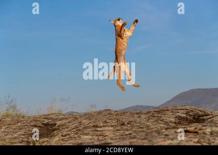 Caracal (Caracal caracal) , se produit en Afrique et en Asie, animal adulte, Homme, Jumping, captif Banque D'Images