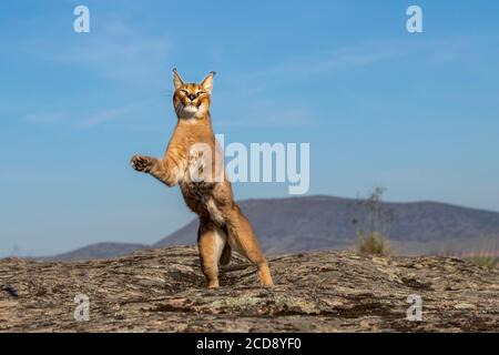 Caracal (Caracal caracal) , se produit en Afrique et en Asie, animal adulte, Homme, Jumping, captif Banque D'Images