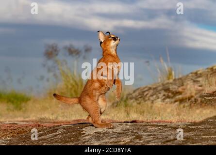 Caracal (Caracal caracal) , se produit en Afrique et en Asie, animal adulte, Homme, saut, courant, captif Banque D'Images