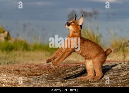 Caracal (Caracal caracal) , se produit en Afrique et en Asie, animal adulte, Homme, saut, courant, captif Banque D'Images