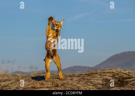 Caracal (Caracal caracal) , se produit en Afrique et en Asie, animal adulte, Homme, Jumping, captif Banque D'Images