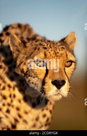 Le Guépard (Acinonyx jubatus), se produit en Afrique, marchant dans savanah, captive Banque D'Images