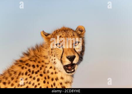 Le Guépard (Acinonyx jubatus), se produit en Afrique, marchant dans savanah, captive Banque D'Images