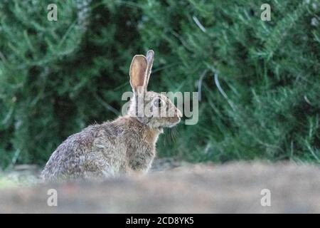 France, Alsace, lapin européen ou Coney (Oryctolagus cuniculus), soirée Banque D'Images