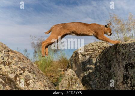 Caracal (Caracal caracal) , se produit en Afrique et en Asie, animal adulte, Homme, saut, courant, captif Banque D'Images