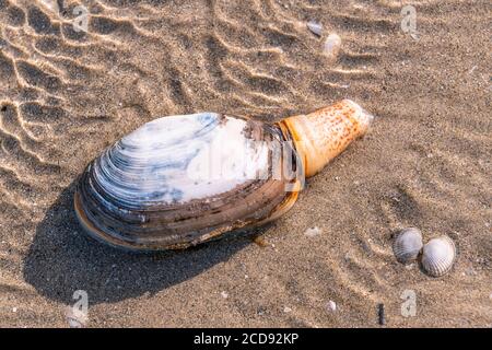 France, somme, Baie de somme, le Hourdel, un clam sur la plage, cette coquille s'enterrant dans le sable