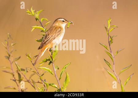 France, somme, Baie de la somme, Cayeux-sur-mer, le château d'Ault, Paruline de lisière (Acrocephalus schoenobaenus) avec un insecte dans son bec Banque D'Images