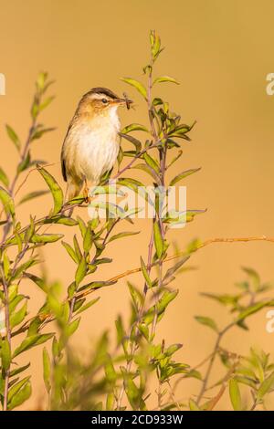 France, somme, Baie de la somme, Cayeux-sur-mer, le château d'Ault, Paruline de lisière (Acrocephalus schoenobaenus) avec un insecte dans son bec Banque D'Images