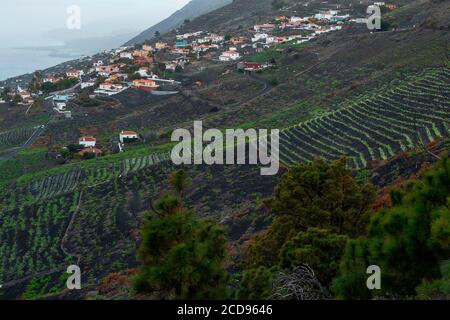 Espagne, îles Canaries, la Palma, vue sur un village entouré de vignes sur des pentes abruptes au bord de la mer Banque D'Images