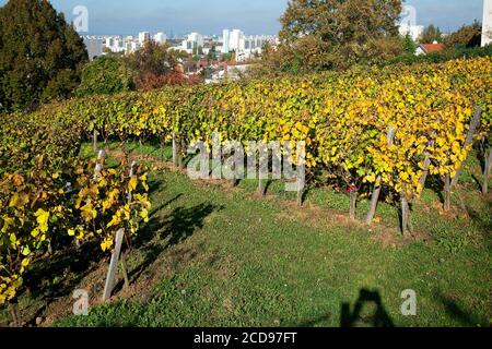 France, Seine Saint Denis, Rosny sous Bois, vignoble de haute Feronne Banque D'Images