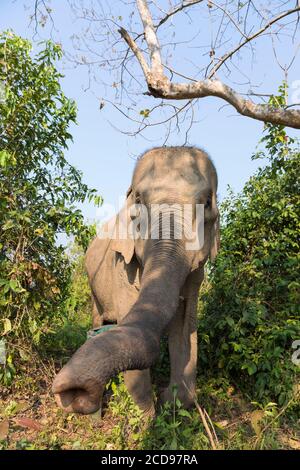 Laos, province de Sayaboury, Centre de conservation de l'éléphant, éléphant Banque D'Images