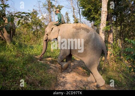 Laos, province de Sayaboury, Centre de conservation de l'éléphant, mahout sur son éléphant Banque D'Images